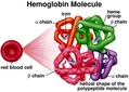 Hemoglobin A Hemoglobin Genel Yapısı