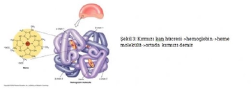 Hemoglobin Yapısı Nasıldır?