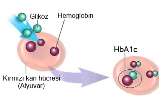 Hemoglobin A1c Düşüklüğü