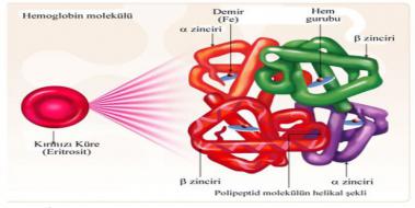 Eritrosit Hemoglobin